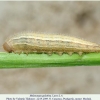 melanargia galathea pyatigorsk larva4a